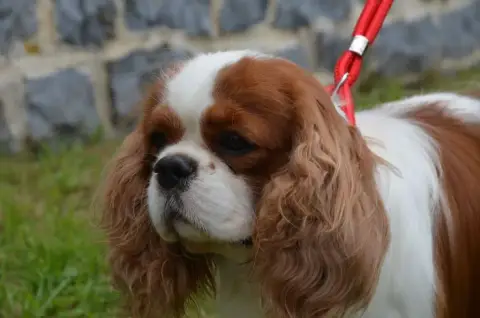 Cavalier King Charles Spaniel  Chiot N°2 Du Chemin De ed8dd photo 3