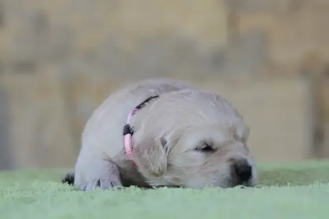 Golden Retriever photo 2