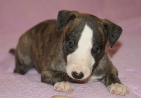 Whippet  Brown Sugar De Tetiaroa