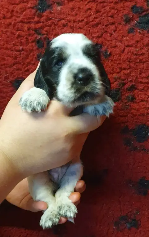 Cocker Spaniel Anglais