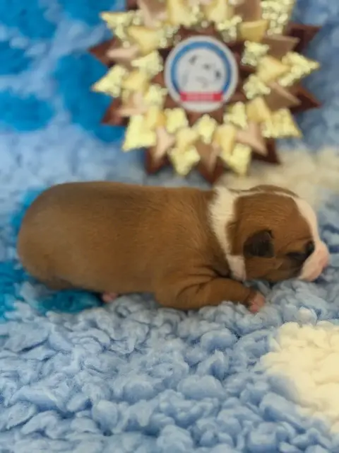 American Staffordshire Terrier  Bulma Des Fauves Du P e5d2a photo 3