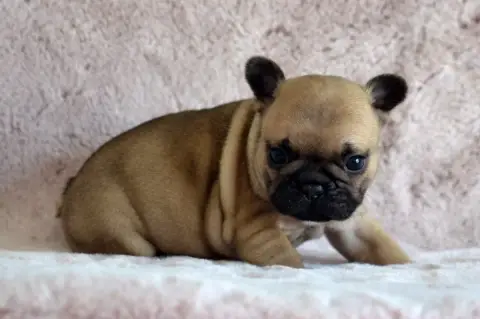 Bouledogue Français  Brooke Davis Des Loves Didi photo 2