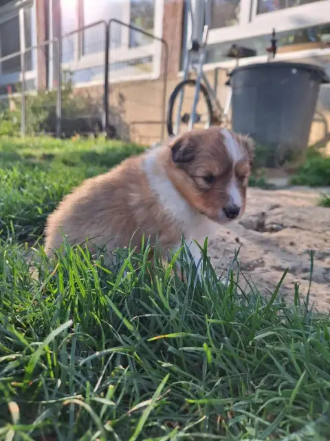 Shetland Sheepdog  Betty photo 3