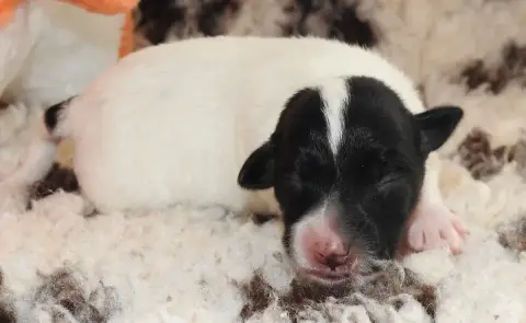 Fox Terrier Poil Lisse  Chiot