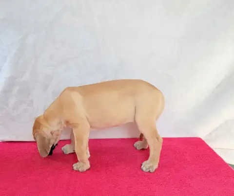 Dogue Allemand  Belladonna Du Torrent Royal photo 3