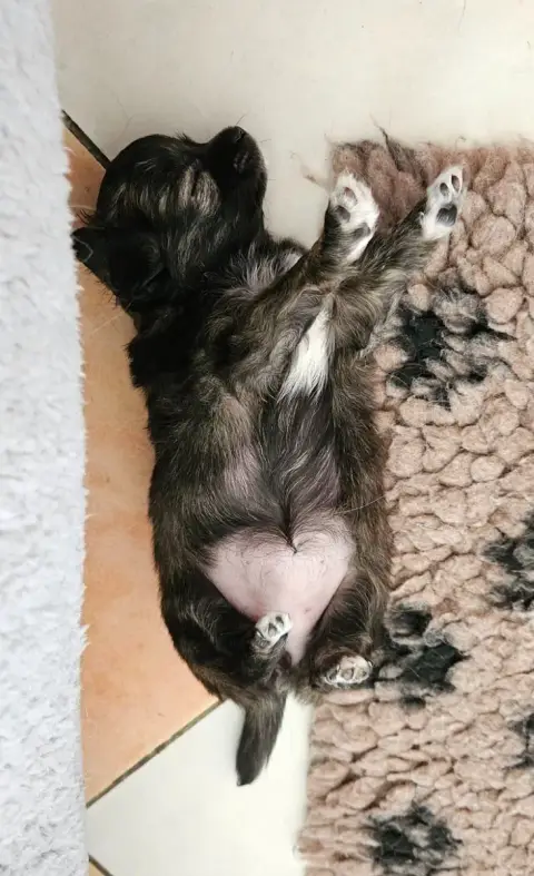 Chihuahua photo 3
