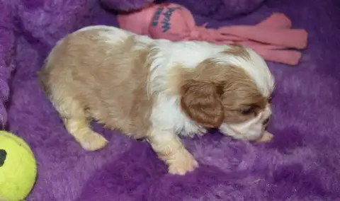 Cavalier King Charles Spaniel 
                       088e5 photo 3