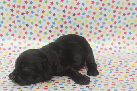 American Cocker Spaniel