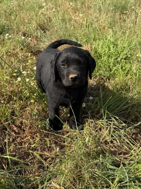 Labrador Retriever 
                        Chiot N°4 b77b6
