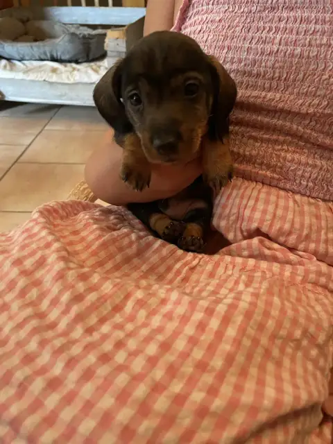 Teckel Poil Dur  Chiot N°1 Du Hameau De La Forêt Noir 23299