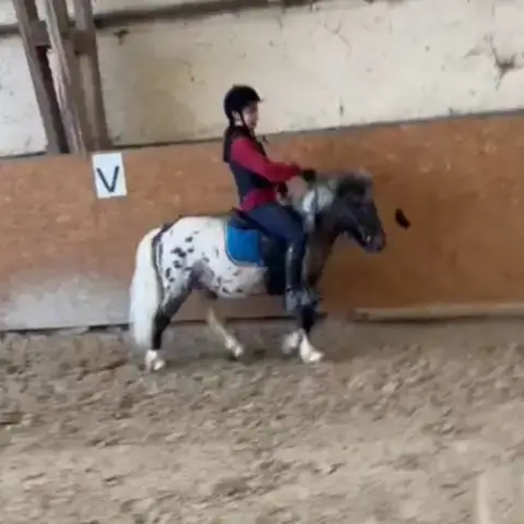 Lot Deux Poneys