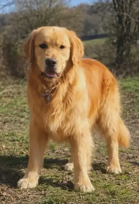 Golden Retriever  F4 Kaki Du Clos De Compostelle photo 3