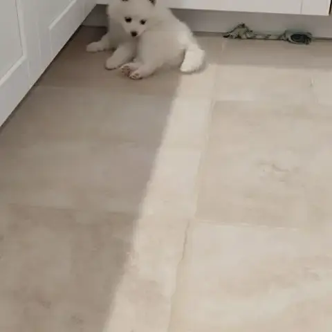 Pomsky