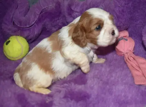 Cavalier King Charles Spaniel 
                       77aa6 photo 2