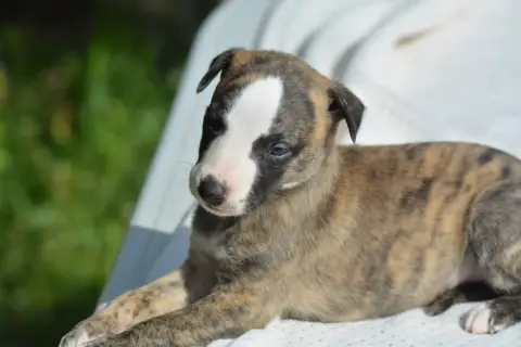 Whippet  Chiot 6 Du Haras Eclair Horside'Whip