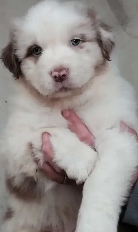 Berger Australien  Chiot N°4 Du Chemin De Mathenou