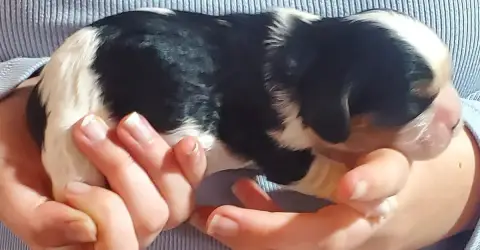 Cavalier King Charles Spaniel  Chiot N°1 Du Domaine D 3f63f