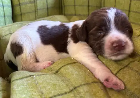 English Springer Spaniel  B............... Des Etangs edd75