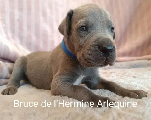 Adopter Dogue Allemand 
                        Bruce De L'He d458d