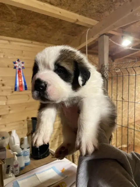 Chien Du Saint-