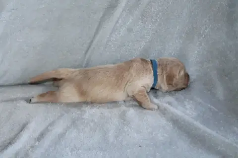Golden Retriever photo 3