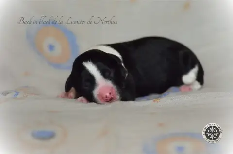 Border Collie  Back In Black De La Lumière De Nerthus f67f9
