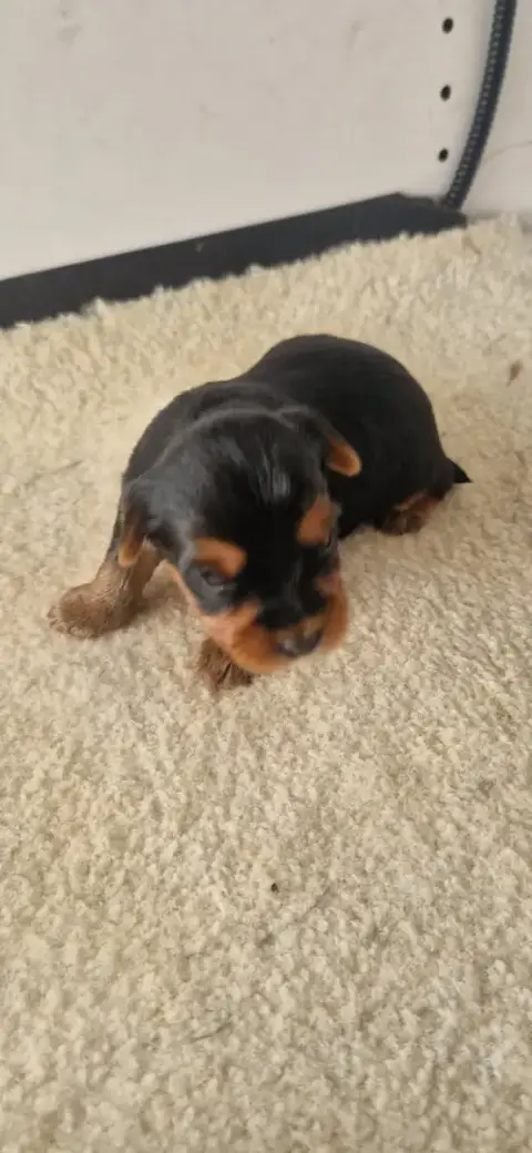 Yorkshire Terrier  Bounty Des Terres De Maroussia