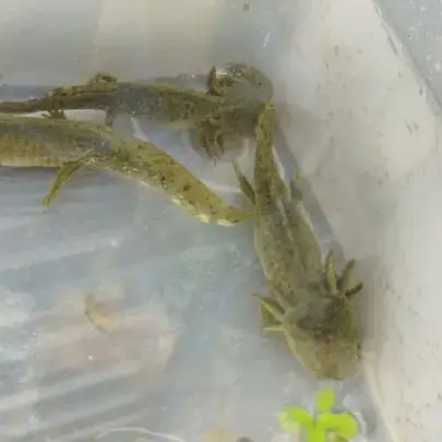 Axolotls Juvéniles