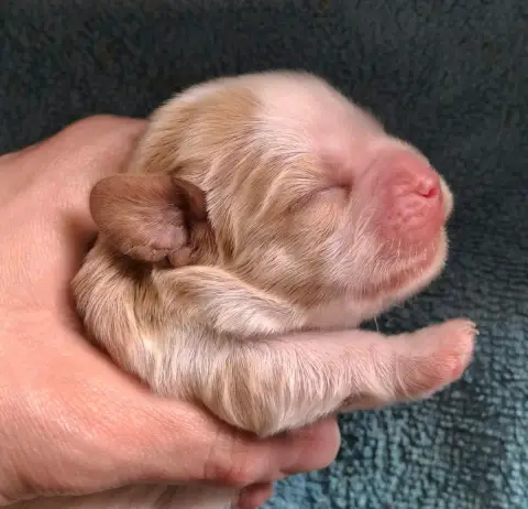 Cavalier King Charles Spaniel  Chiot N°2 De L'Elite D 4b3d9 photo 3