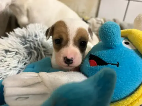 Jack Russell Terrier  Chiot N°5 Du Domaine Des Pattes 5164c photo 2