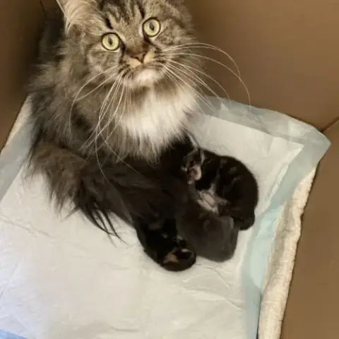 À Réserver Chatons Maine Coon Persan