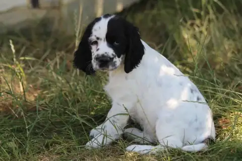 English Springer Spaniel photo 3