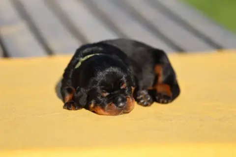 Rottweiler  Collier Vert Kaki Von Schwarzer Beschütze c2a22