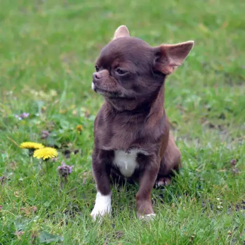 Chihuahua photo 2