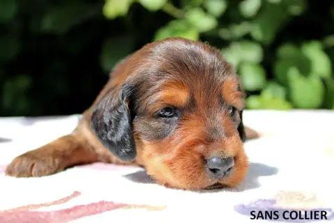 Teckel Poil Long  Chiot N°2 Of Moonlight Blue photo 3
