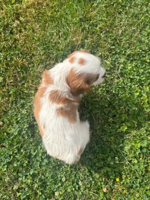 Cavalier King Charles Spaniel  B..... photo 3
