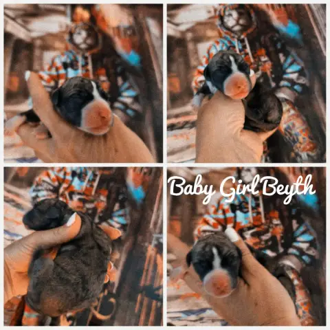 Whippet  Baby Girl Beyth Of Continuity Of Cyyl