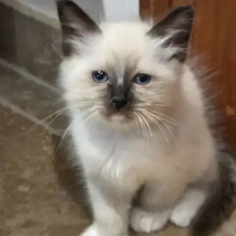 Chatons  Sacrés De Birmanie À  Adopter