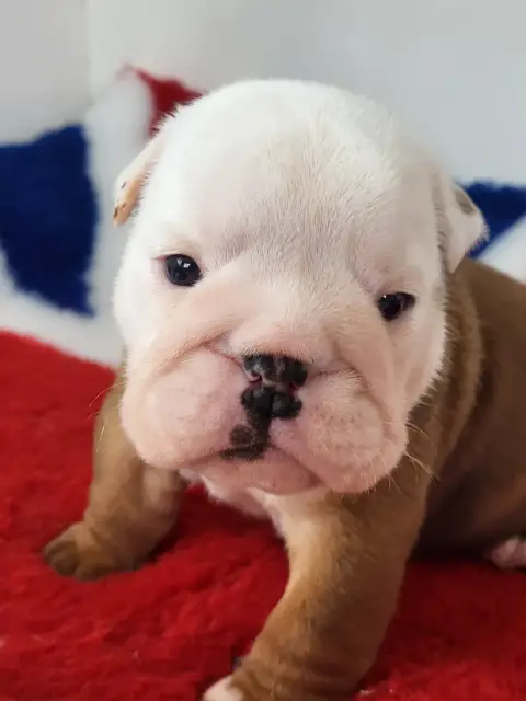 Bulldog Anglais  "Banshee" photo 3