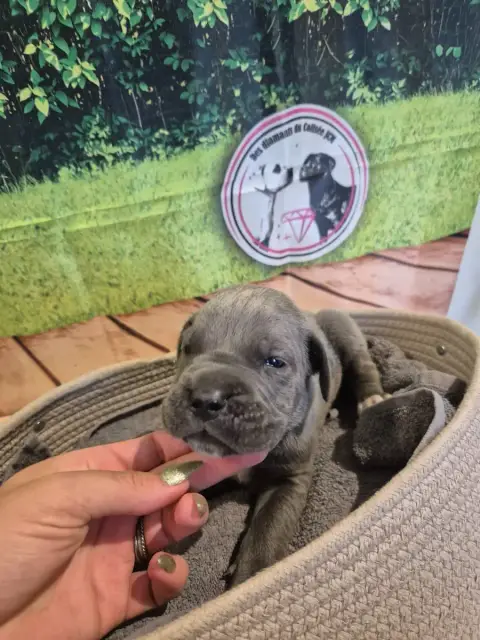 Cane Corso  Chiot N°5 Des Diamants Du Colisée Jcm photo 3