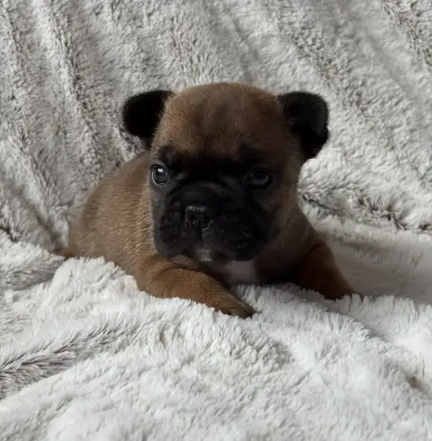 Bouledogue Français  Bianca Des Bulls Fourious