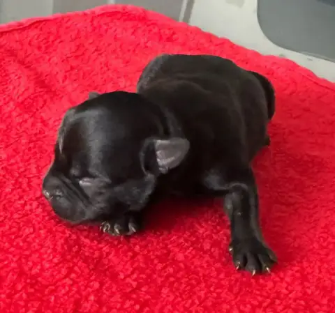 Staffordshire Bull Terrier  B..... Juste Little Angel 6af47