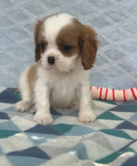 Cavalier King Charles Spaniel  Chiot N°3 D'Ysatis photo 3