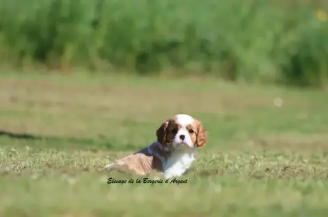 Cavalier King Charles Spaniel  Brooklyn De La Bergeri 43edf photo 3