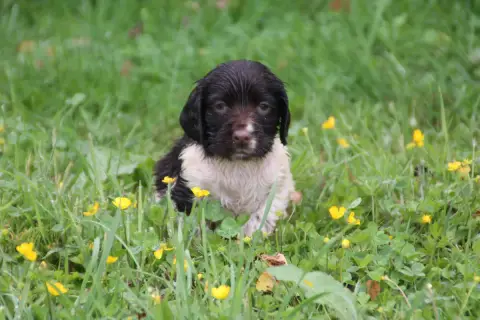 English Springer Spaniel  Chiot N°9 Brush Master