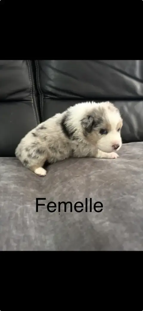 Berger Australien  Chiot N°7 Du Domaine Des Robes Sac 47df8