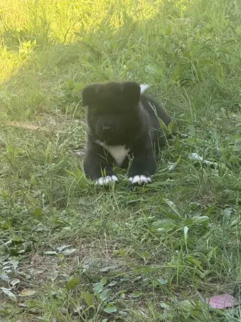 Akita Americain  Bane De La Légende Des Deux Loups photo 2
