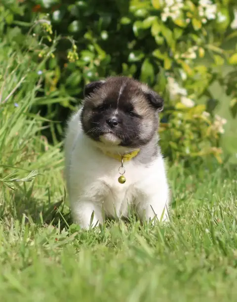 Akita Americain  Be My Girl Des Gardiens De La Cigogn 3dae6 photo 3