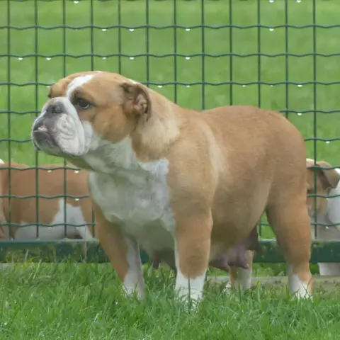 Bulldog Anglais  Chiot 6 British Bulls Of Provins photo 2