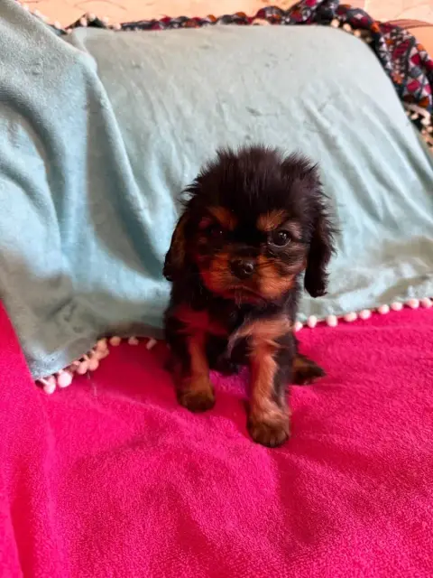 Cavalier King Charles Spaniel  Barbouille Des Jardins 895f6